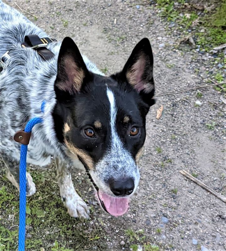 Lucky, an adoptable Australian Cattle Dog / Blue Heeler in Minneapolis, MN_image-1