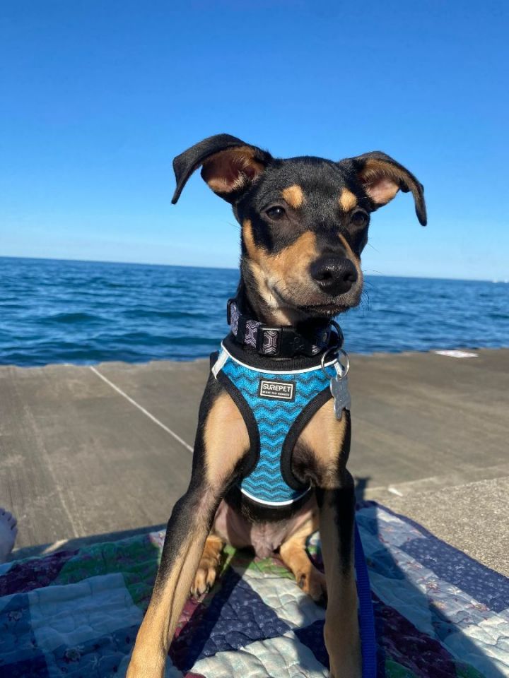 Milo, an adopted Manchester Terrier Mix in Schaumburg, IL_image-1
