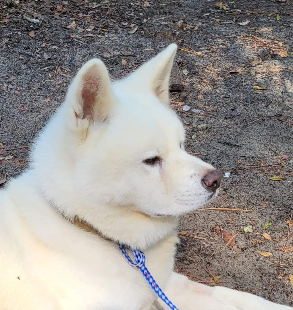 Sebastian , an adoptable Akita in Jacksonville, FL, 32207 | Photo Image 1