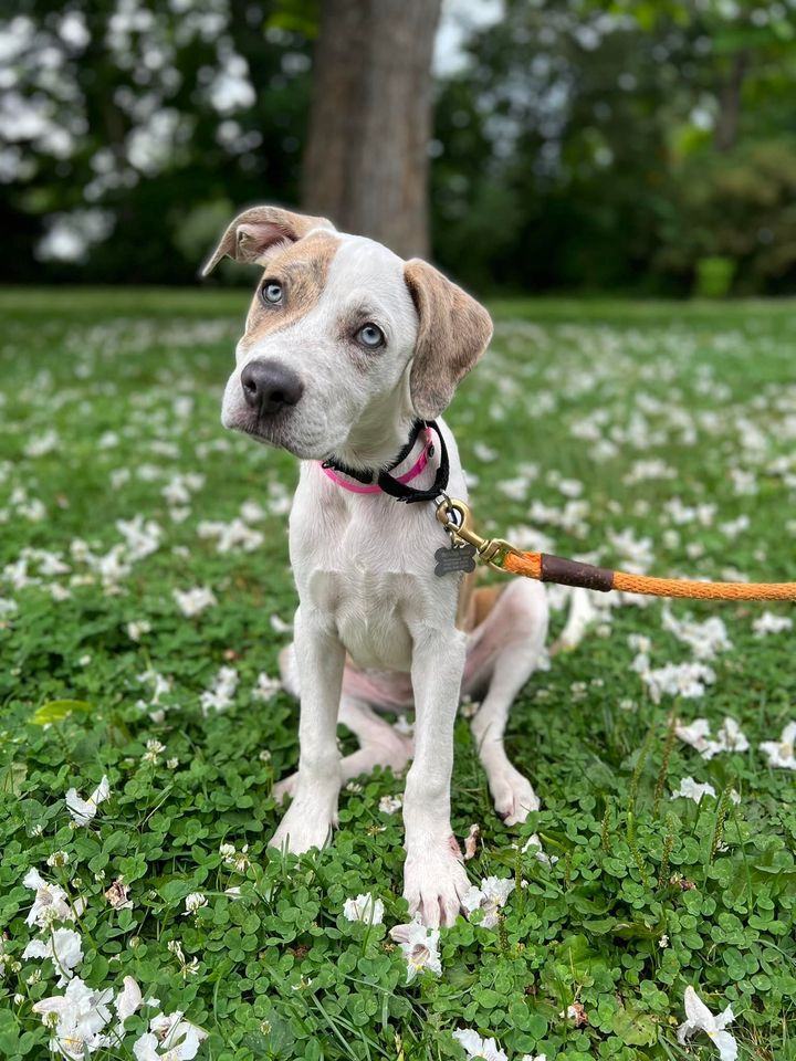 Diva *HERE IN NH*, an adoptable Mixed Breed in Northwood, NH_image-1