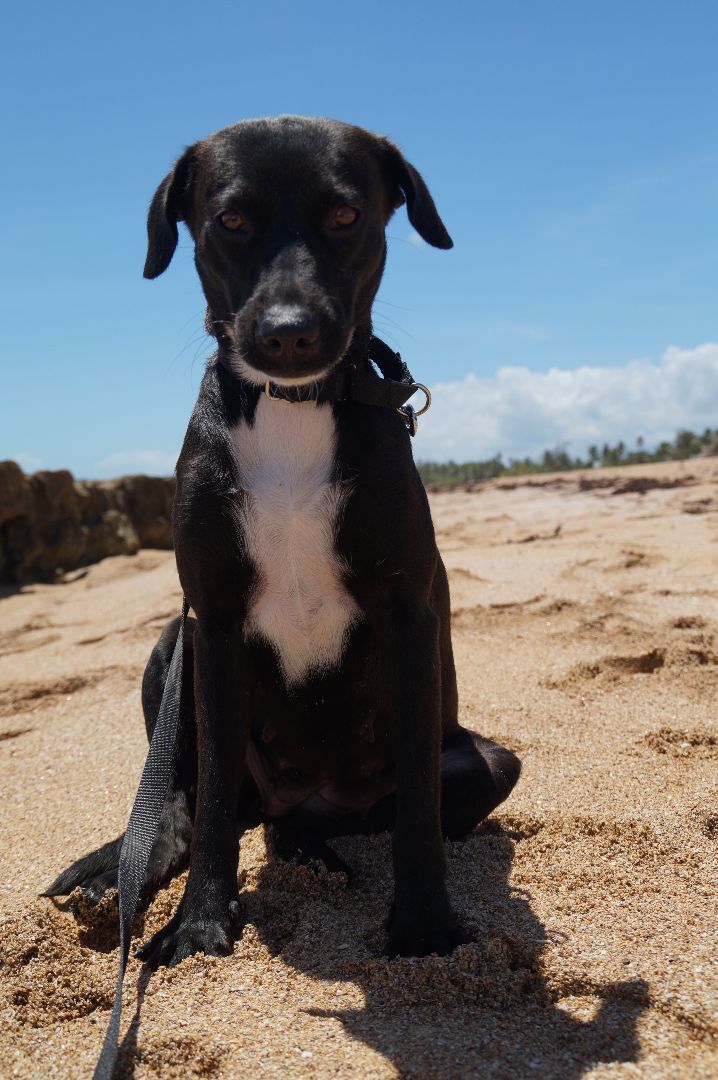 Luna, an adoptable Labrador Retriever Mix in Loiza, PR_image-2