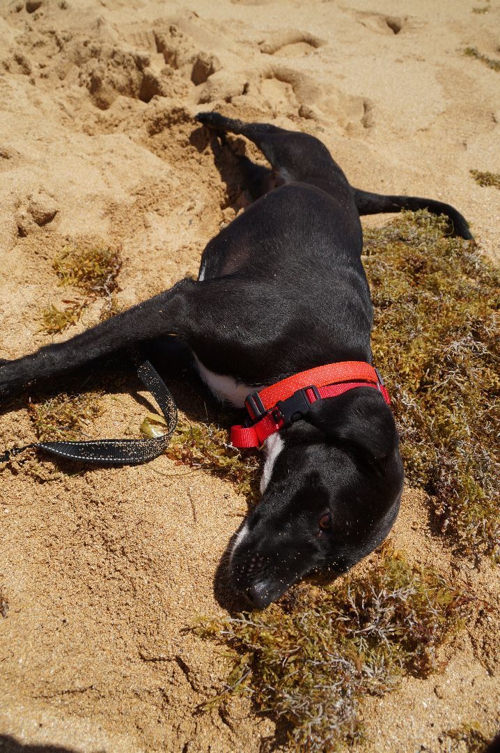 Luna, an adoptable Labrador Retriever Mix in Loiza, PR_image-4