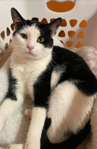 Daniel, an adoptable Domestic Short Hair in New Windsor, NY, 12553 | Photo Image 1