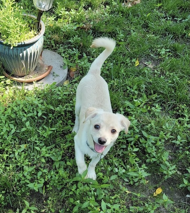 Jimmy, an adoptable Chihuahua in Springfield, MO, 65804 | Photo Image 2