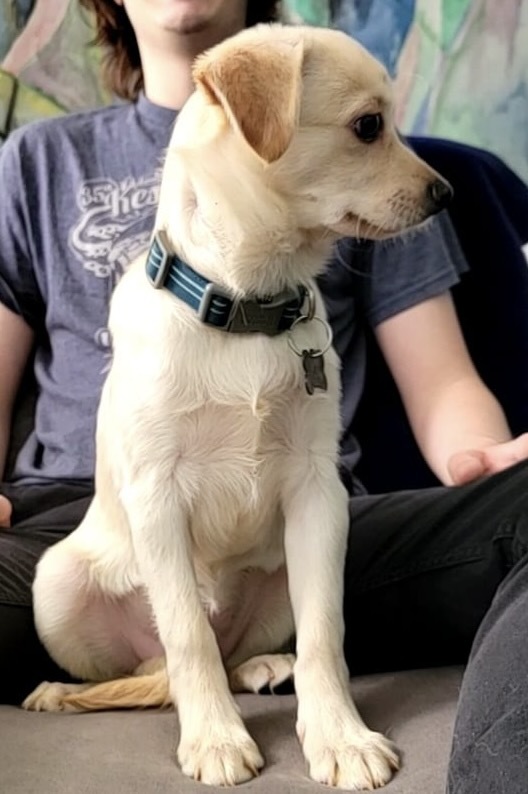 Jimmy, an adoptable Chihuahua in Springfield, MO, 65804 | Photo Image 3