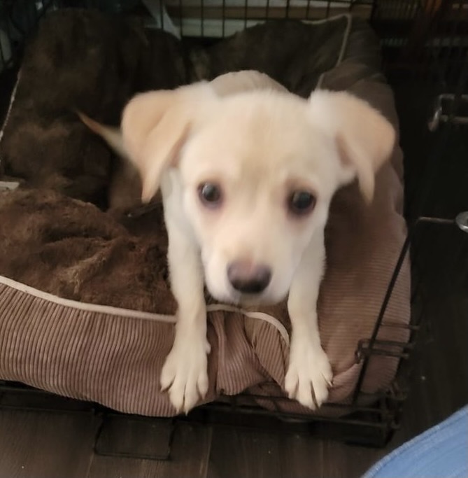Jimmy, an adoptable Chihuahua in Springfield, MO, 65804 | Photo Image 4