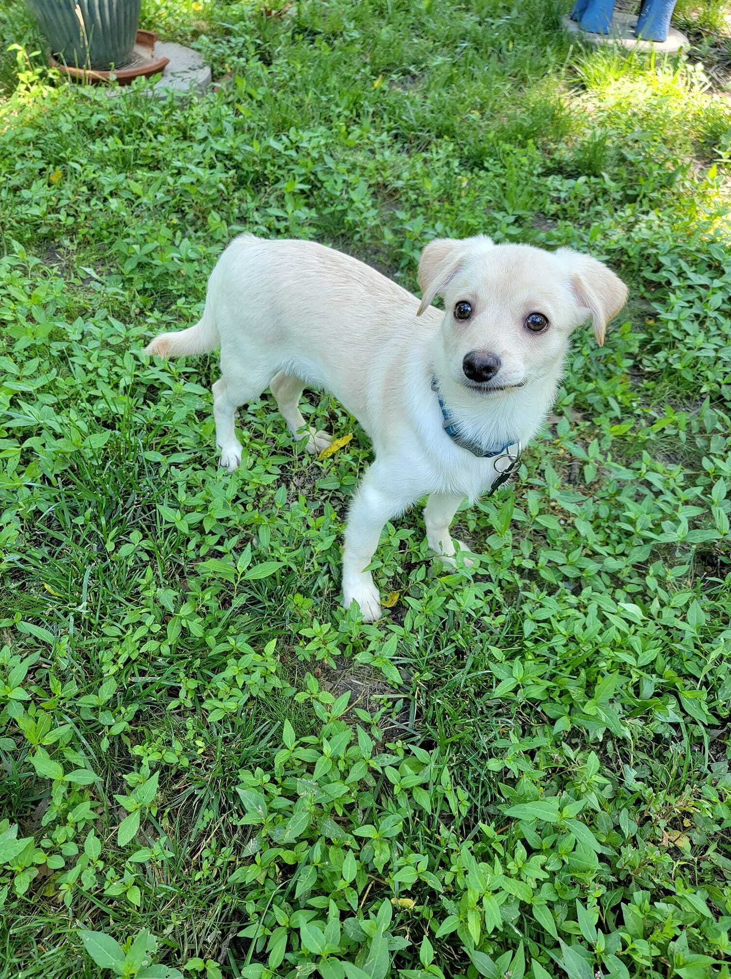 Jimmy, an adoptable Chihuahua in Springfield, MO, 65804 | Photo Image 5