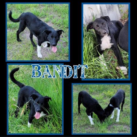 Bandit