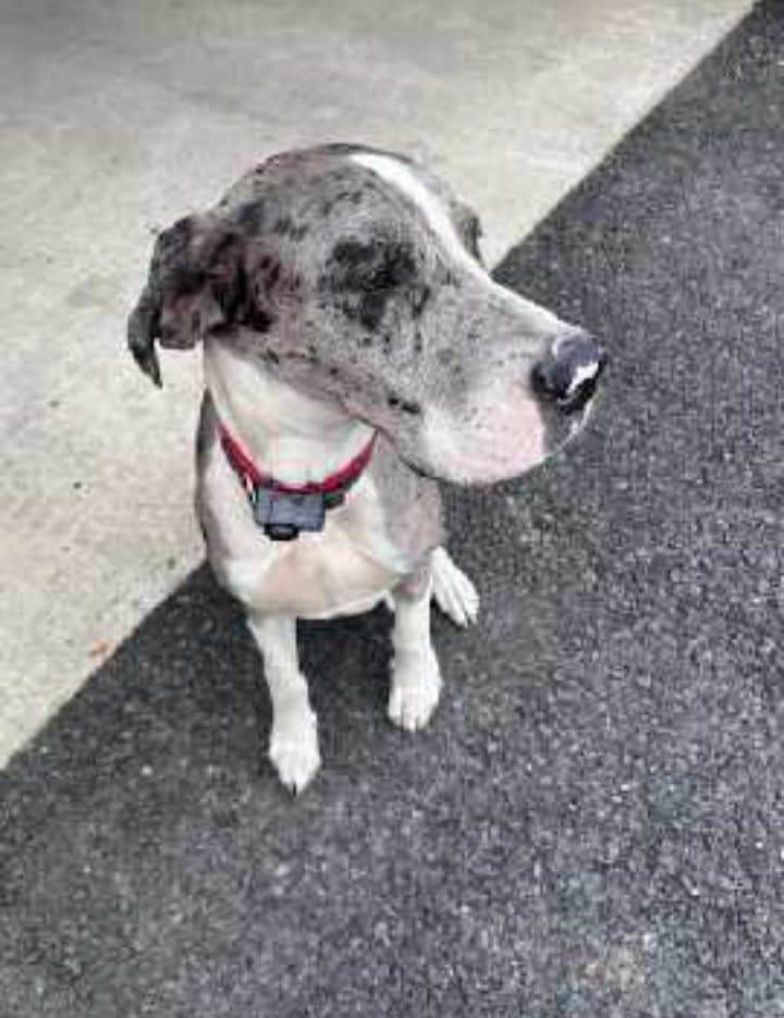 Tux, an adoptable Great Dane in Brunswick, ME_image-2