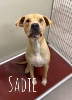 Sadie 121137