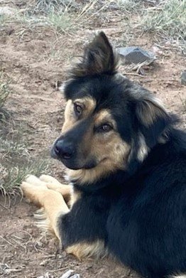 Lincoln, an adoptable Shepherd in Winter Park, CO_image-1