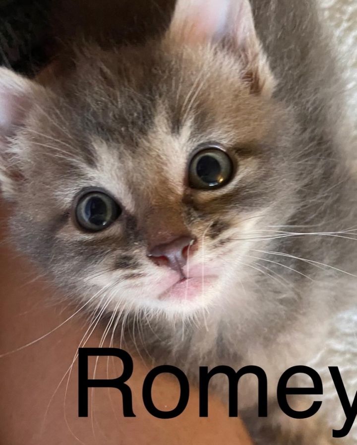 Romey 2
