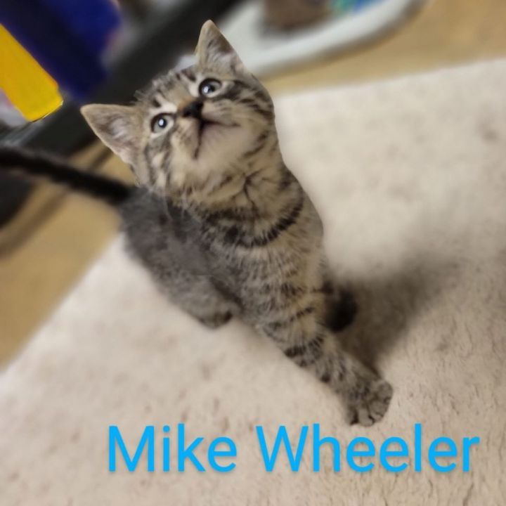 Mike Wheeler, an adoptable Domestic Short Hair in crofton, MD_image-1