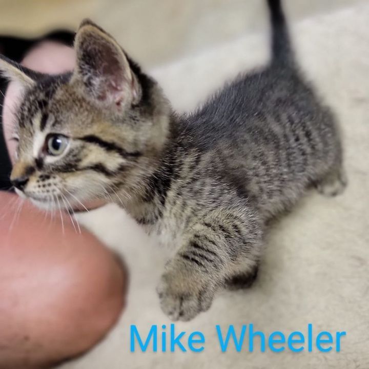Mike Wheeler, an adoptable Domestic Short Hair in crofton, MD_image-2