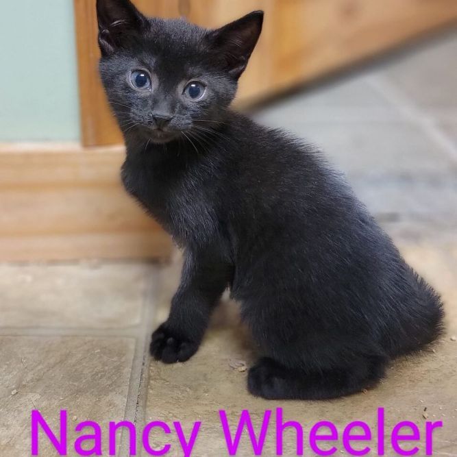 Nancy Wheeler