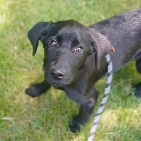 Essie, an adoptable Poodle & Labrador Retriever Mix in Patterson, NY_image-3