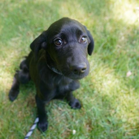 Essie, an adoptable Poodle & Labrador Retriever Mix in Patterson, NY_image-4