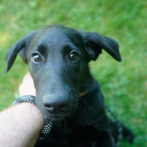 Effie, an adoptable Poodle & Labrador Retriever Mix in Patterson, NY_image-2