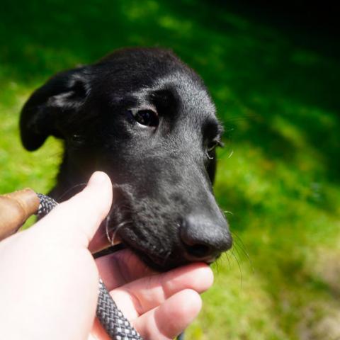 Effie, an adoptable Poodle & Labrador Retriever Mix in Patterson, NY_image-4