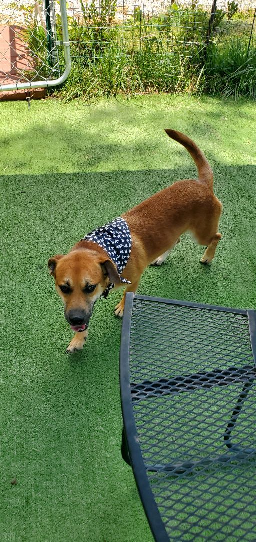 Scrappy , an adoptable Basset Hound, German Shepherd Dog in East Bernstadt, KY, 40729 | Photo Image 3