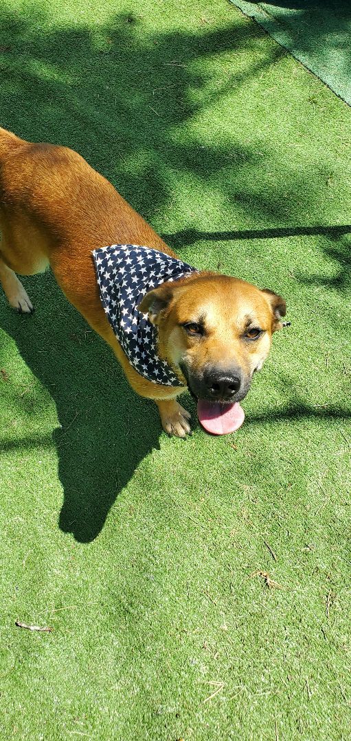 Scrappy , an adoptable Basset Hound, German Shepherd Dog in East Bernstadt, KY, 40729 | Photo Image 5