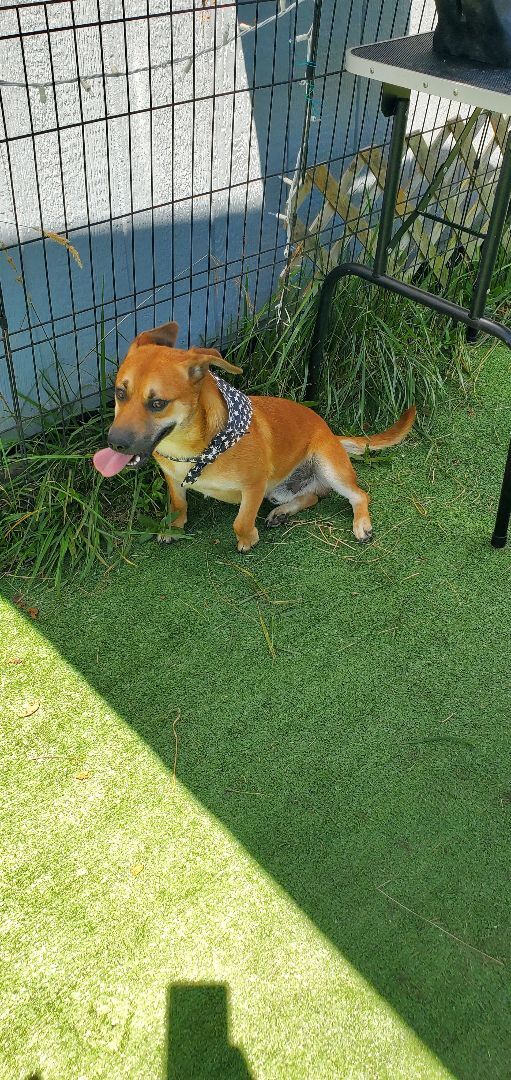 Scrappy , an adoptable Basset Hound, German Shepherd Dog in East Bernstadt, KY, 40729 | Photo Image 6