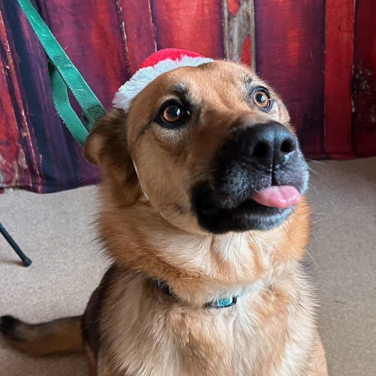 Aurora, an adoptable German Shepherd Dog in Chilton, WI, 53014 | Photo Image 3