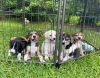 Beagle-mix pups