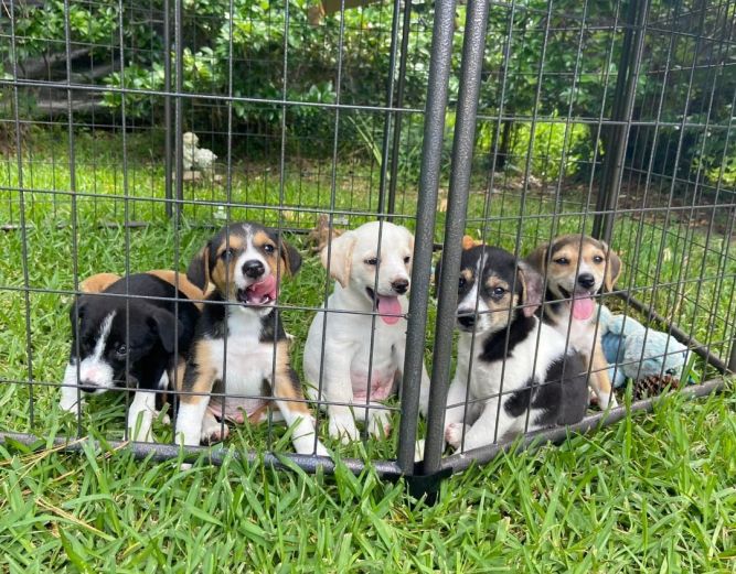 Beagle-mix pups