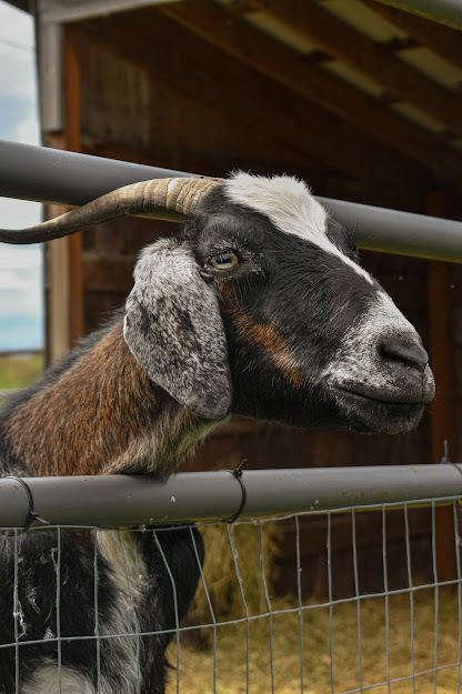 Abby, an adoptable Goat in Bellingham, WA_image-1