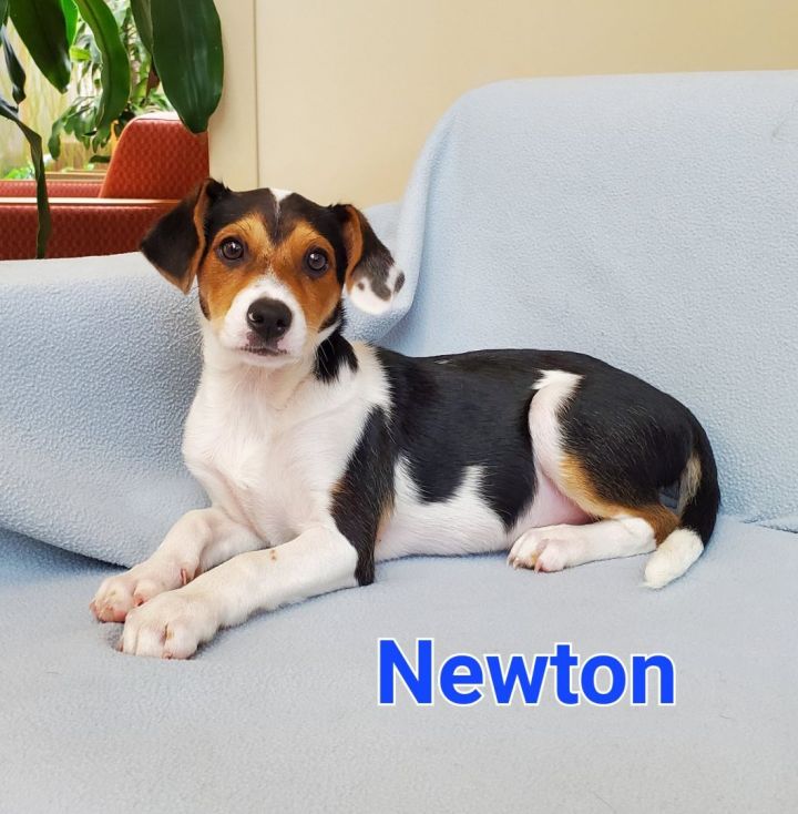 Newton  1
