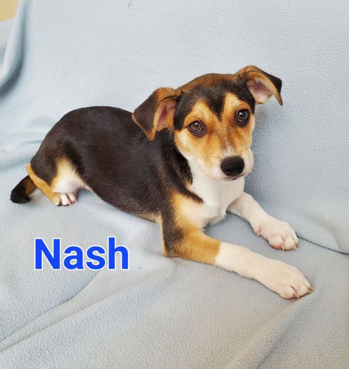 Nash 1