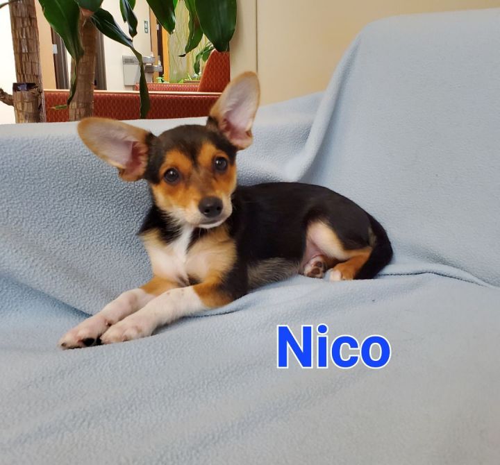 Nico 1