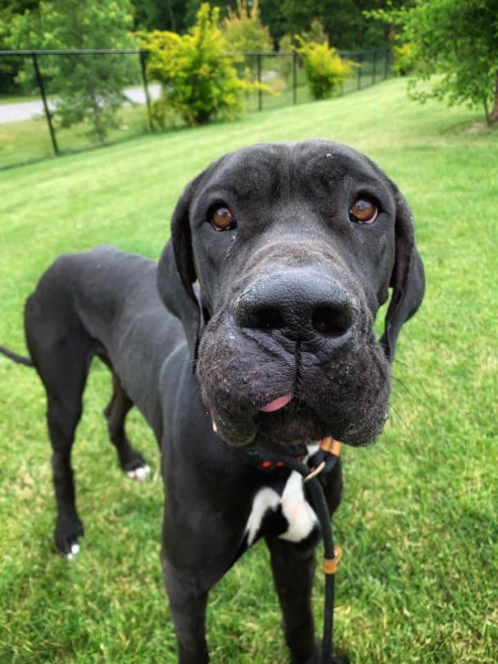 LINCOLN, an adoptable Great Dane in Wintersville, OH_image-1