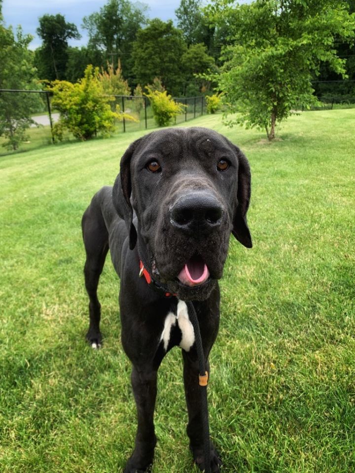 LINCOLN, an adoptable Great Dane in Wintersville, OH_image-5