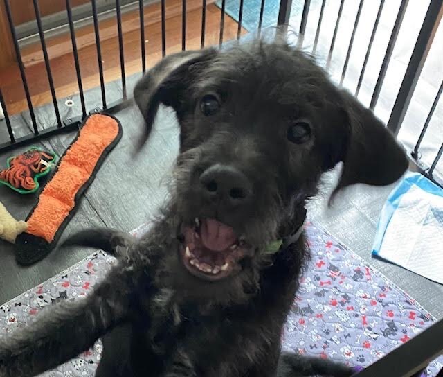 Dewey, an adoptable Poodle & Terrier Mix in Cincinnati, OH_image-1