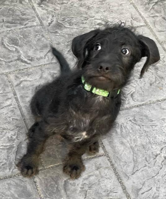 Dewey, an adoptable Poodle & Terrier Mix in Cincinnati, OH_image-4