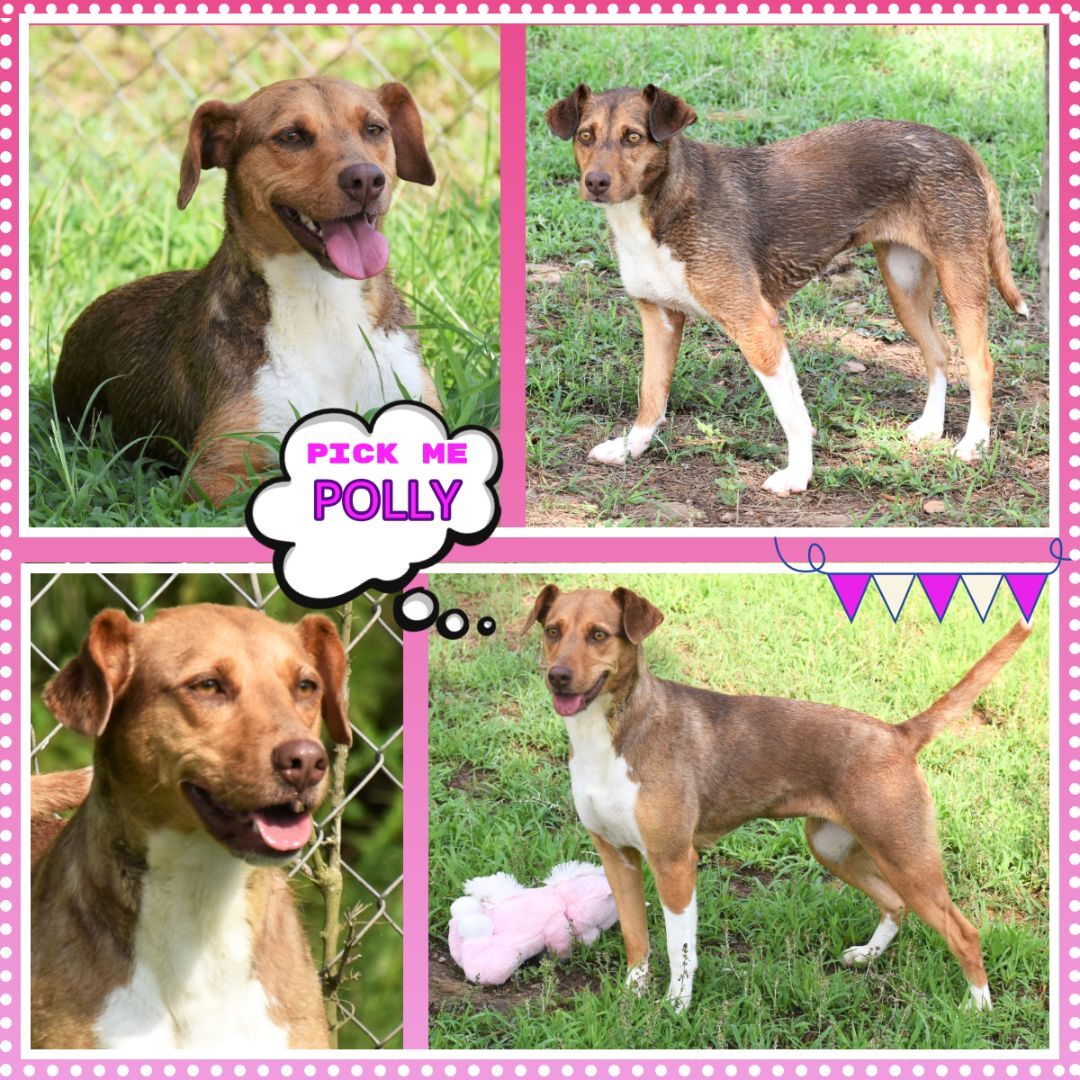 Polly