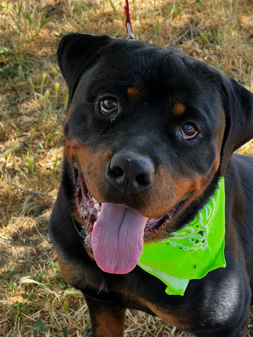FRODO, an adoptable Rottweiler in Woodland, CA, 95695 | Photo Image 1