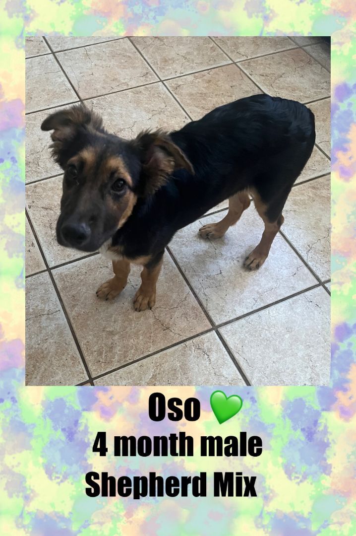 OSO - 4 MONTH SHEPHERD MIX MALE @ PETCO, 5011 EAST RAY ROAD, PHOENIX 85044 ON SATURDAY, JULY 16, FROM 11 - 2 PM