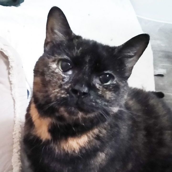 Babe, an adopted Tortoiseshell in Syracuse, NY_image-1