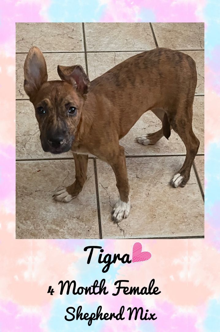 TIGRA - 4 MONTH SHEPHERD MIX FEMALE @ PETCO, 5011 EAST RAY ROAD, PHOENIX 85044 ON SATURDAY, JUYLY 16,FROM 11 - 2 PM