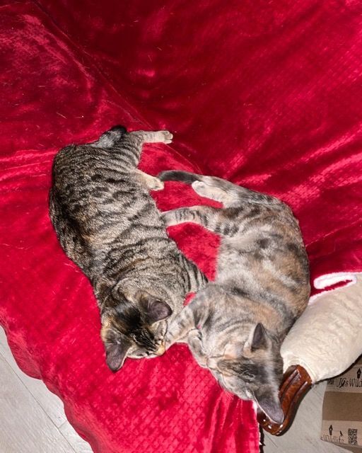 Ellie and Livvie, an adoptable Calico & Tabby Mix in Mission Viejo, CA_image-2