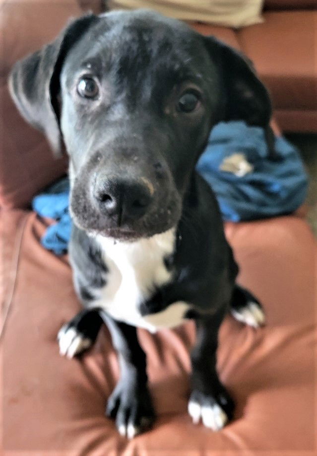 Jerry, an adoptable Labrador Retriever in San Diego, CA, 92108 | Photo Image 2