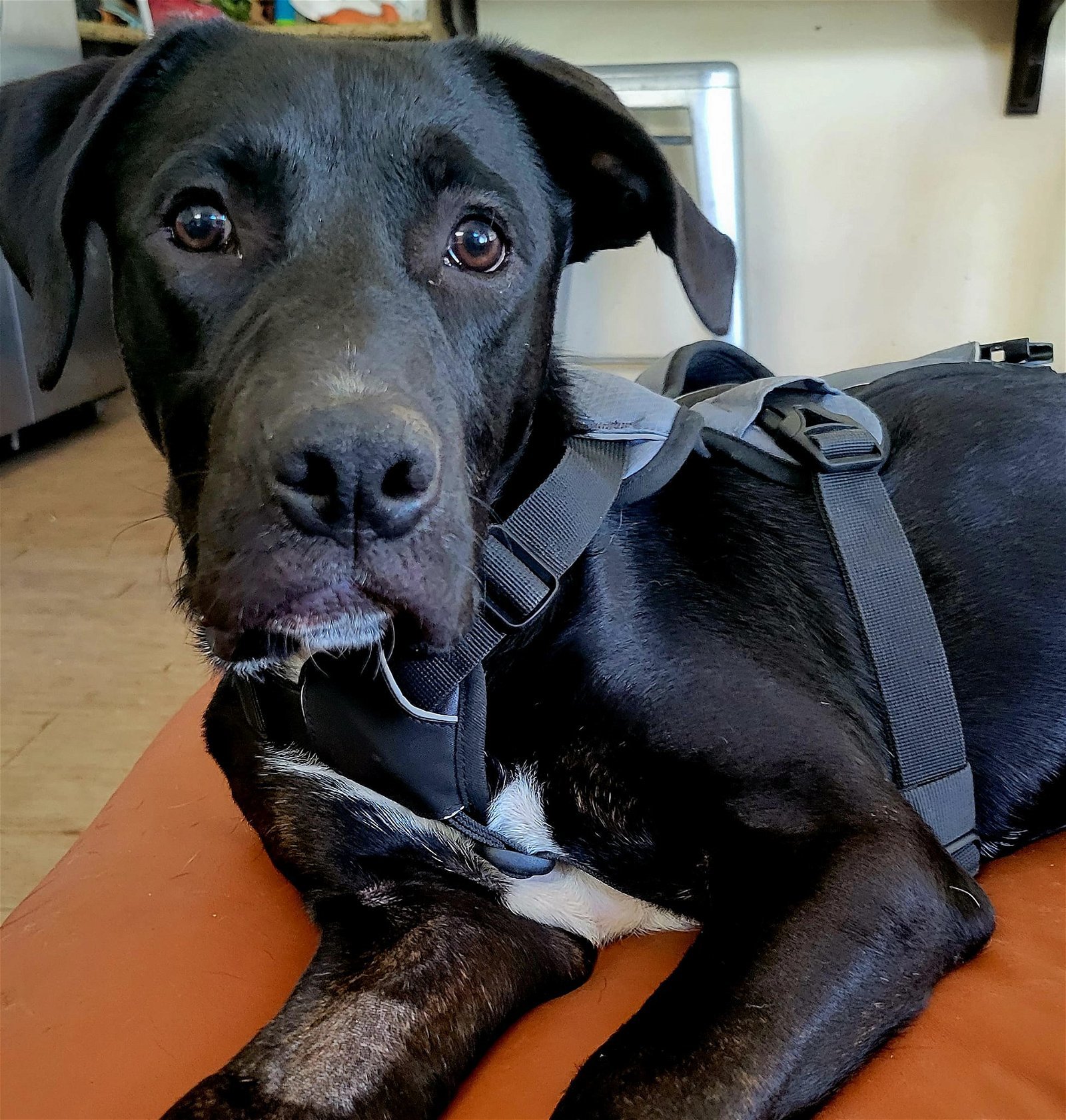 Jerry, an adoptable Labrador Retriever in San Diego, CA, 92108 | Photo Image 3