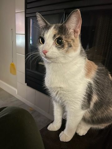 Olivia , an adoptable Calico Mix in Mission Viejo, CA_image-2