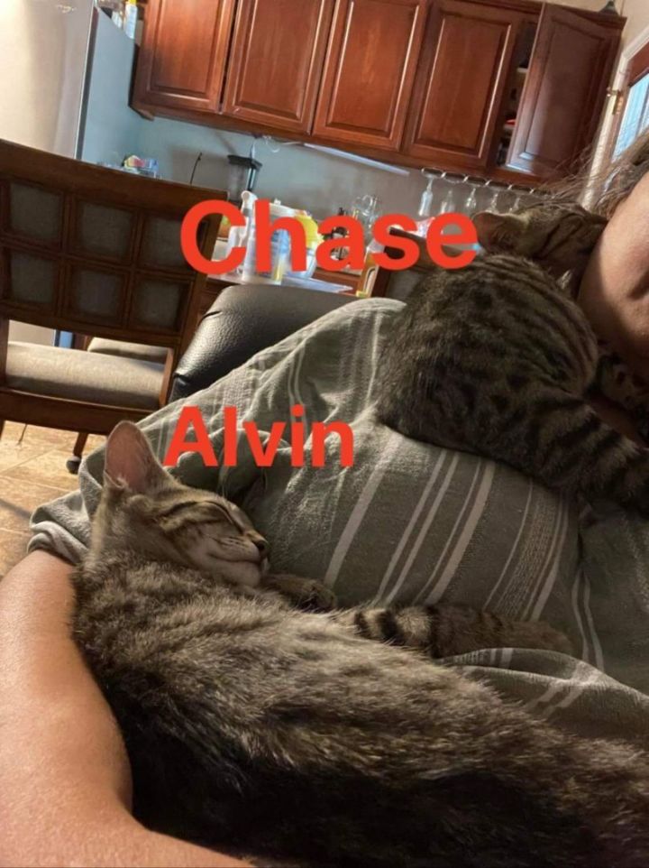 Alvin and Chase, an adoptable Tabby Mix in Mission Viejo, CA_image-4