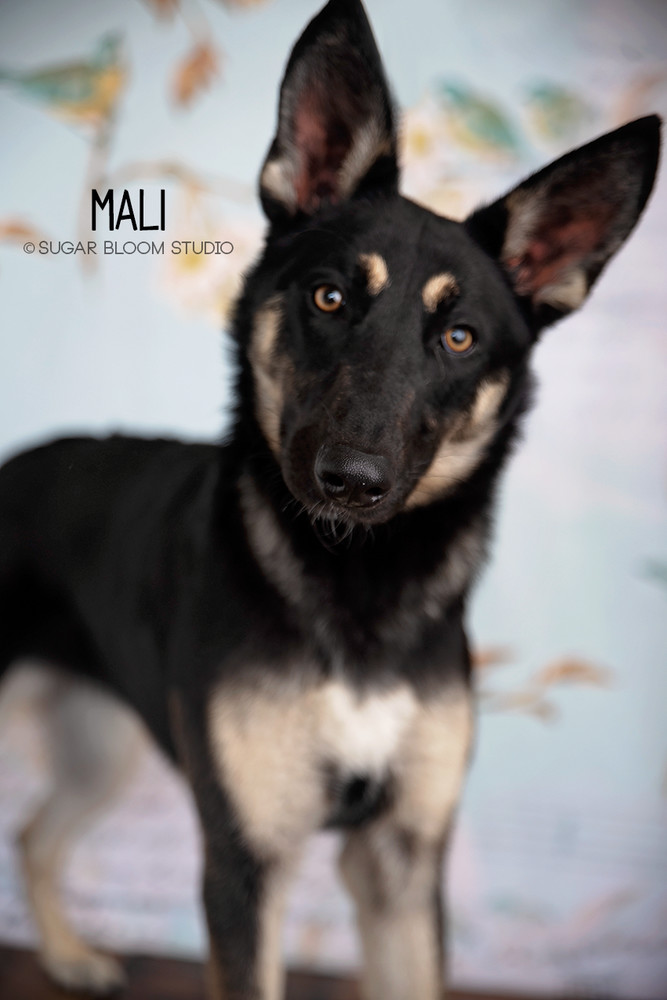 Mali