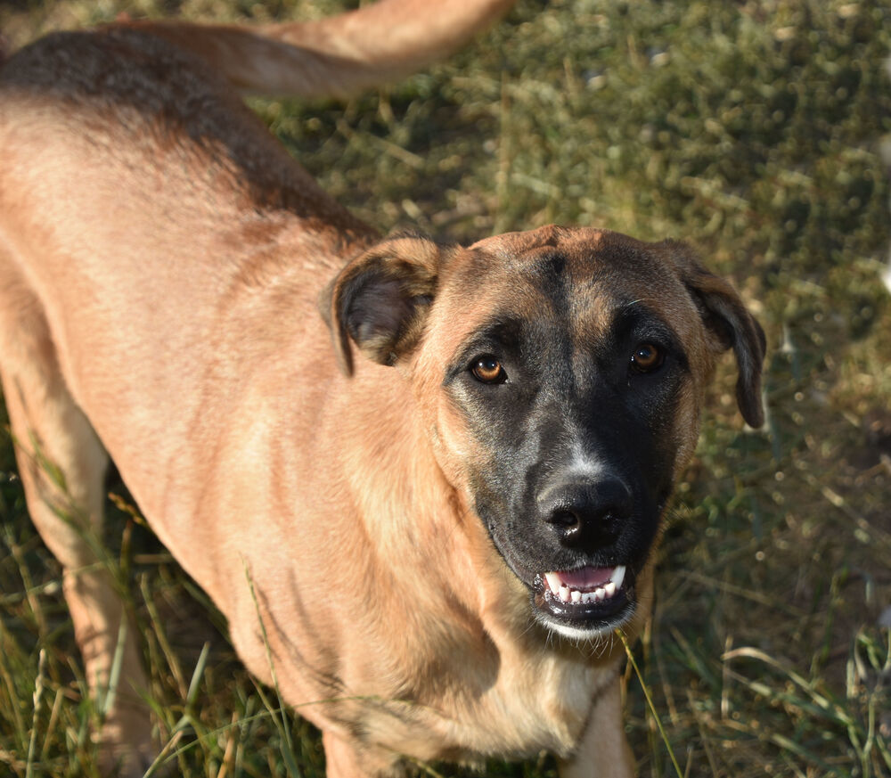 Nellie, an adoptable Mastiff in Dodson, MT, 59524 | Photo Image 1