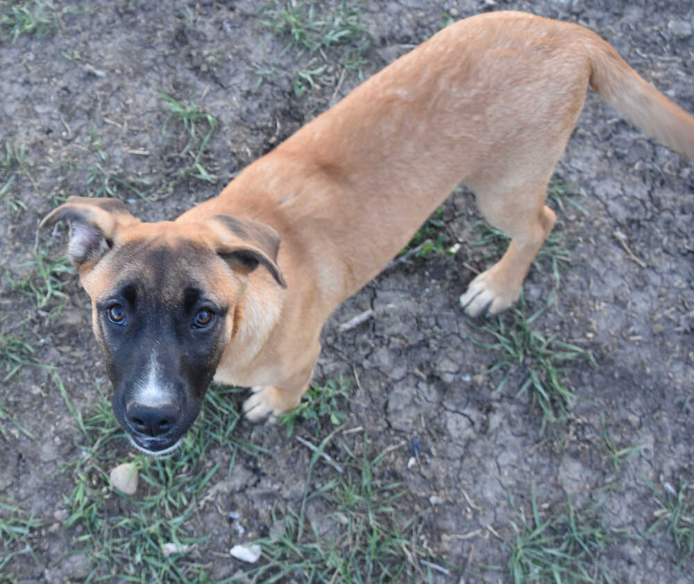 Nellie, an adoptable Mastiff in Dodson, MT, 59524 | Photo Image 2
